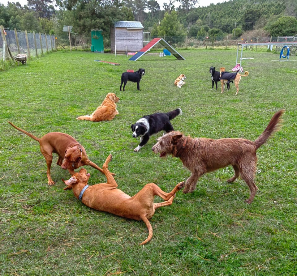 Dogs Day Out Knysna play care